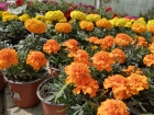 Centre de jardineria del Ter